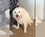 Small Photo #1 Great Pyrenees Puppy For Sale in NISSWA, MN, USA