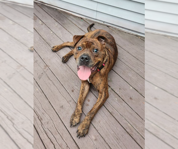 Medium Photo #1 American Staffordshire Terrier-Boxer Mix Puppy For Sale in Brewster, NY, USA