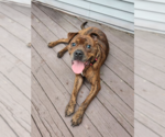 Small American Staffordshire Terrier-Boxer Mix