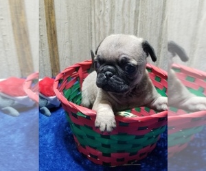 Pug Puppy for sale in BELLE CENTER, OH, USA