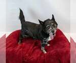 Small Photo #3 Mutt Puppy For Sale in Kennesaw, GA, USA
