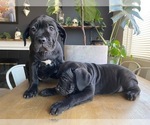 Small Photo #2 Cane Corso Puppy For Sale in VICTORVILLE, CA, USA