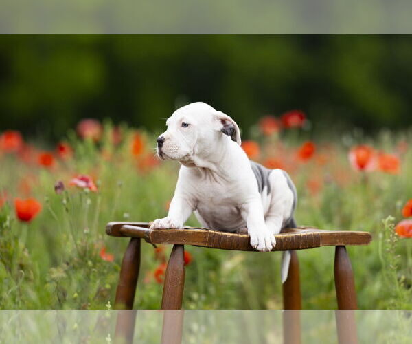 Medium Photo #8 Mutt Puppy For Sale in Garner, NC, USA