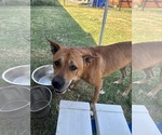 Small #2 Carolina Dog Mix