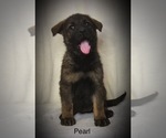Small Photo #1 German Shepherd Dog Puppy For Sale in PENROSE, CO, USA
