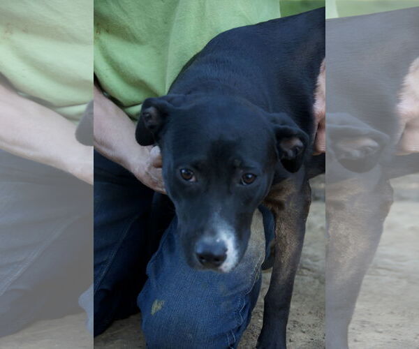 Medium Photo #7 Mutt Puppy For Sale in Okolona, MS, USA