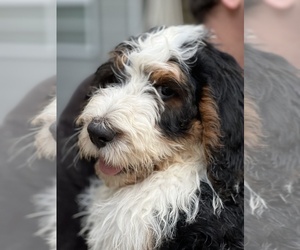 Bernedoodle Puppy for Sale in TARKIO, Missouri USA