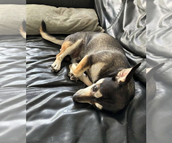 Medium Photo #5 Chihuahua-Unknown Mix Puppy For Sale in Arlington, VA, USA