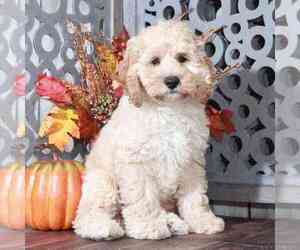 Cockapoo Puppy for sale in MOUNT VERNON, OH, USA