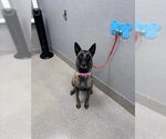 Small Mutt