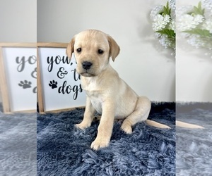 Labrador Retriever Puppy for sale in GREENFIELD, IN, USA
