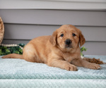 Small Photo #9 Golden Retriever Puppy For Sale in WOLCOTTVILLE, IN, USA