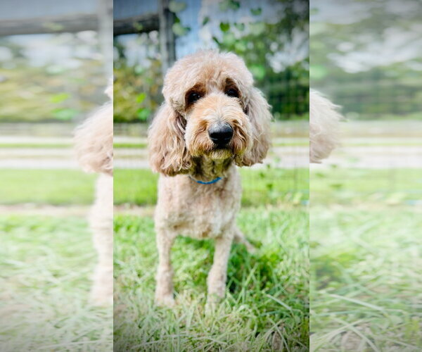 Medium Photo #6 Goldendoodle Puppy For Sale in Pacolet, SC, USA