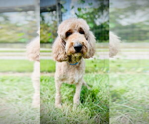 Trooper Dec 24 - Male Goldendoodle Dog for Adoption - Photo #6