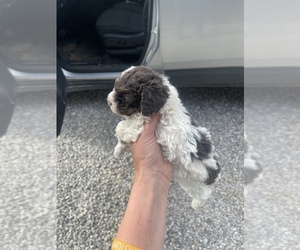 Poodle (Miniature) Puppy for sale in MUNFORDVILLE, KY, USA