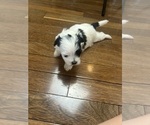 Small Photo #17 Mal-Shi Puppy For Sale in ROGERS, MN, USA