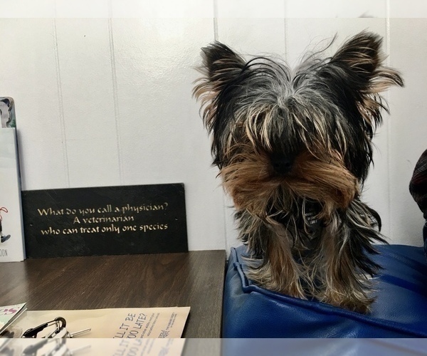 Medium Photo #1 Yorkshire Terrier Puppy For Sale in HAYWARD, CA, USA