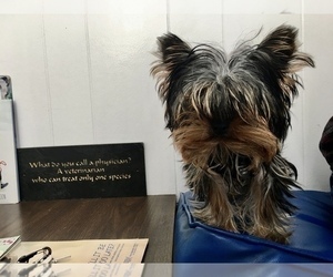 Father of the Yorkshire Terrier puppies born on 02/01/2025