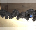 Small Photo #2 Great Dane Puppy For Sale in KALAMA, WA, USA
