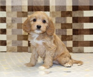 Bernedoodle (Miniature)-Cavapoo (Miniature) Mix Puppy for sale in DENVER, PA, USA