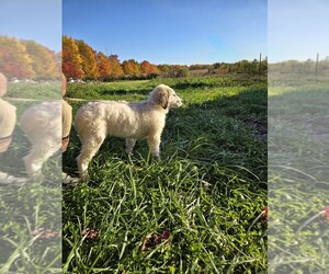 Great Pyrenees Puppy for sale in THOMPSON, OH, USA