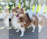 Small #1 Pomeranian