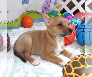 Chihuahua Puppy for sale in RATTAN, OK, USA