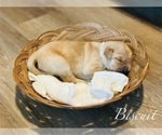 Puppy Biscuit Golden Retriever