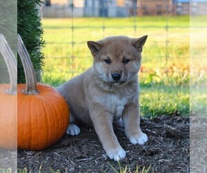 Shiba Inu Puppy for sale in LANCASTER, PA, USA