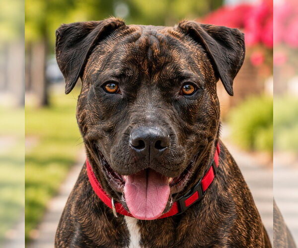Medium Photo #29 American Staffordshire Terrier-Unknown Mix Puppy For Sale in Lake Forest, CA, USA