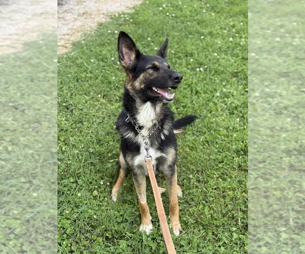 Medium Photo #5 German Shepherd Dog Puppy For Sale in Evansville, IN, USA