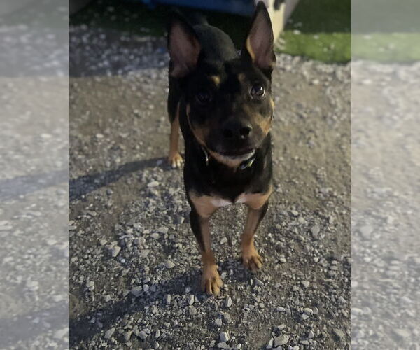 Medium Photo #6 Mutt Puppy For Sale in Evansville, IN, USA