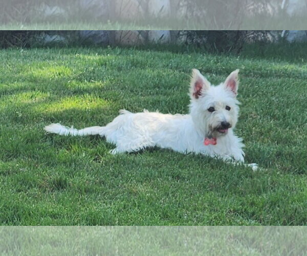 Medium Photo #2 Cairn Terrier-Unknown Mix Puppy For Sale in Milwaukie, OR, USA