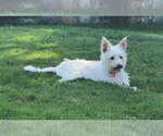 Small #1 Cairn Terrier Mix