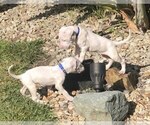 Small Photo #8 Dogo Argentino Puppy For Sale in CHULA VISTA, CA, USA