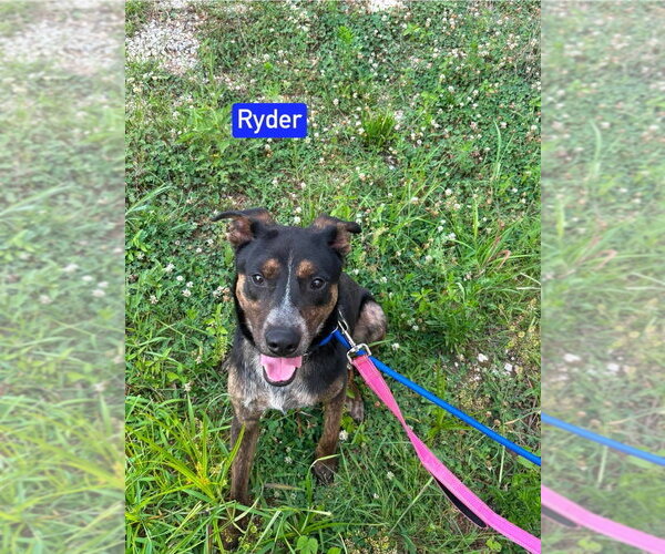 Medium Photo #7 Mutt Puppy For Sale in Foristell, MO, USA