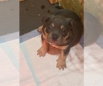 Small Photo #2 American Bully Puppy For Sale in ANDERSON, IN, USA