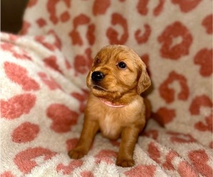 Golden Retriever Puppy for sale in JACKSONVILLE, FL, USA