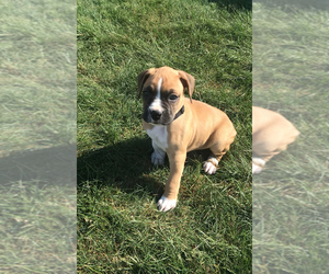 Boxer Puppy for Sale in APPLE CREEK, Ohio USA