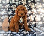 Small Photo #3 Irish Doodle Puppy For Sale in PEACH BOTTOM, PA, USA