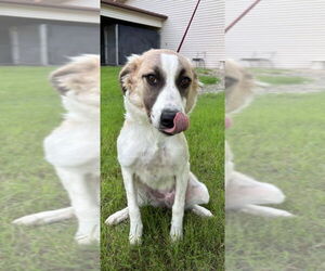 Anatolian Shepherd Dogs for adoption in Great Bend, KS, USA