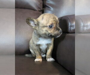 Chihuahua Puppy for sale in HAYES, VA, USA