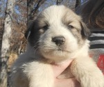 Small Great Pyrenees