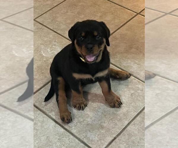 Medium Photo #5 Rottweiler Puppy For Sale in SARASOTA, FL, USA