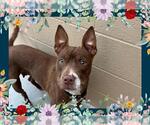 Small American Pit Bull Terrier
