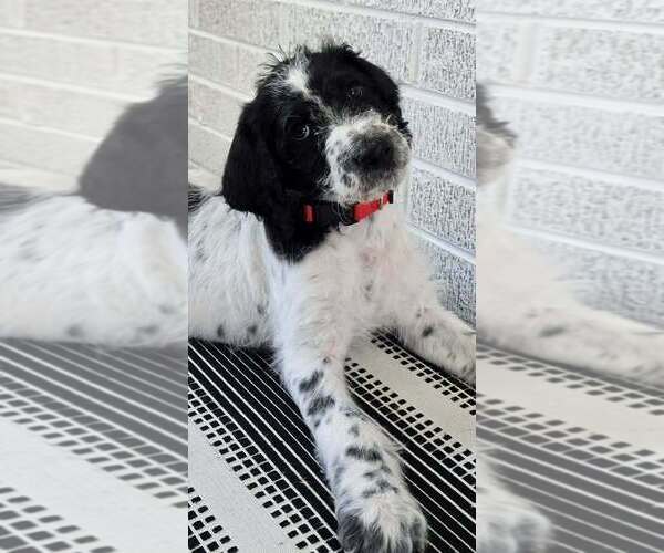 Medium Photo #7 Labradoodle Puppy For Sale in CANTON, NC, USA