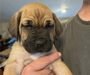 Medium Boerboel-Cane Corso Mix