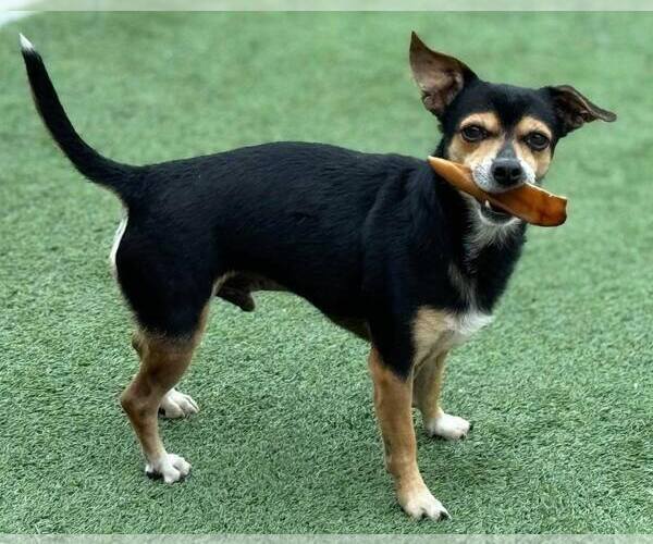 Medium Photo #1 Chihuahua-Unknown Mix Puppy For Sale in La Verne, CA, USA