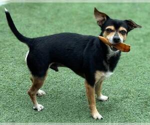 Chihuahua-Unknown Mix Dogs for adoption in La Verne, CA, USA
