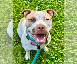 Sandy NJ - Female American Staffordshire Terrier-Unknown Mix Dog for Adoption - Photo #16